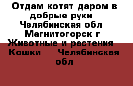 Отдам котят даром в добрые руки - Челябинская обл., Магнитогорск г. Животные и растения » Кошки   . Челябинская обл.